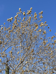 Nahuatlea arborescens