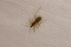 Oncerotrachelus