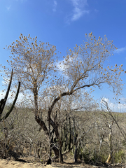 Nahuatlea arborescens