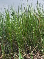 Sporobolus alterniflorus