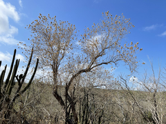 Nahuatlea arborescens