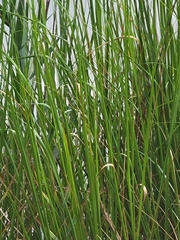 Sporobolus alterniflorus