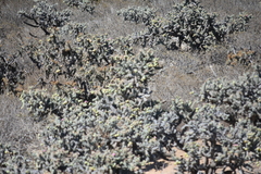 Cylindropuntia cholla