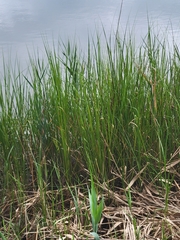 Sporobolus alterniflorus