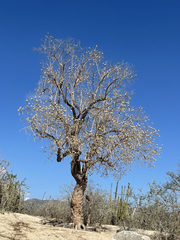 Nahuatlea arborescens