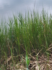 Sporobolus alterniflorus