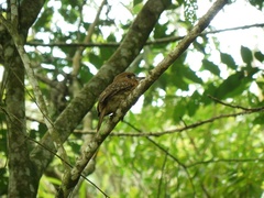 Malacoptila mystacalis