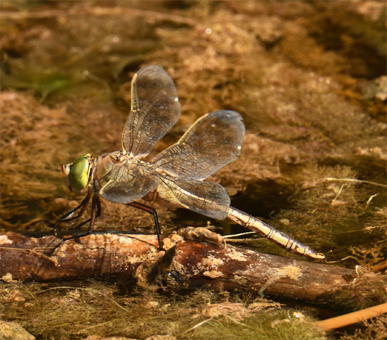 Lesser Emperor