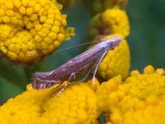 Isophrictis striatella