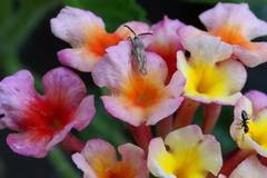 Teleonemia scrupulosa