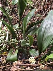 Aspidistra
