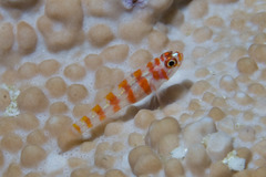 Candycane Pygmy Goby photo 4