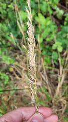 Arrhenatherum elatius elatius