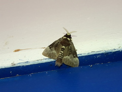 Megalopyge albicollis superba