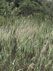 Acrocephalus schoenobaenus