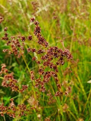 Juncus acutiflorus
