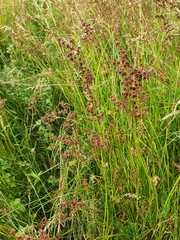 Juncus acutiflorus