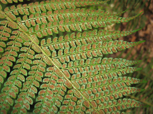 Polystichum image