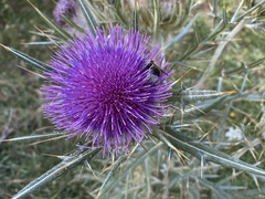 Bombus ruderatus