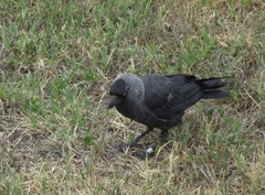 Corvus monedula