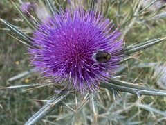 Bombus ruderatus