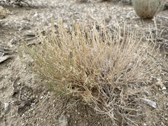 Neokochia americana