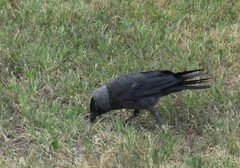 Corvus monedula