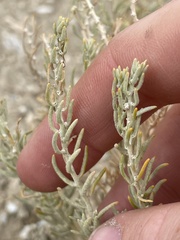 Neokochia americana
