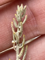 Neokochia americana