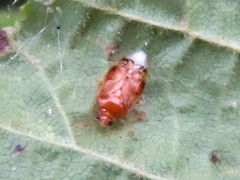 Deraeocoris lutescens