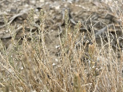 Neokochia americana
