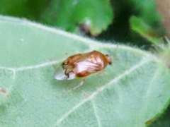 Deraeocoris lutescens