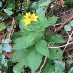 Lysimachia punctata
