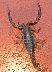 Vaejovis carolinianus