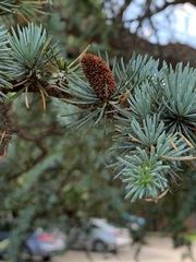Cedrus atlantica