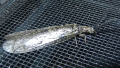 Chauliodes