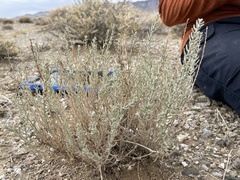 Neokochia americana