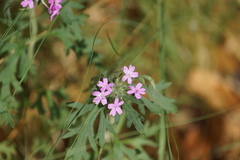 Glandularia chiricahensis