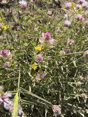 Orthocarpus cuspidatus