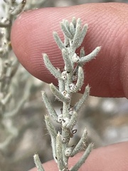 Neokochia americana