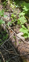 Limenitis lorquini