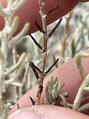 Neokochia americana