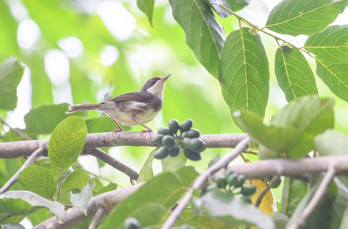 Dohrn's Warbler (Sylvia dohrni), photo 5