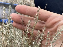Neokochia americana