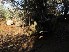 Adromischus filicaulis