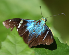 Astraptes fulgerator azul