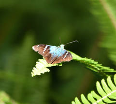 Astraptes fulgerator azul