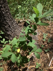 Lonicera caerulea cauriana