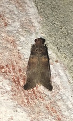 Oneida lunulalis