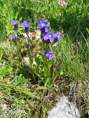 Gentianopsis thermalis